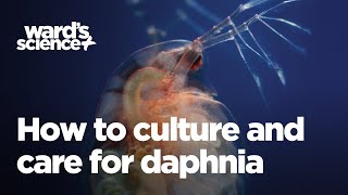 Caring and Culturing for Daphnia [upl. by Saimerej610]