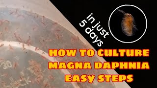 How to Culture Magna Daphnia Easily [upl. by Airot]