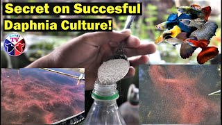 How to Culture Daphnia Successfully [upl. by Barlow827]