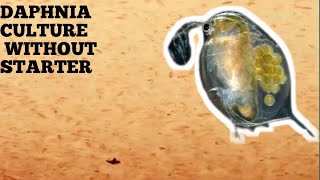 HOW TO CULTURE DAPHNIA NATURALLY WITHOUT A STARTER [upl. by Tamah]