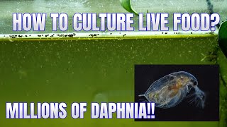 How to Culture Daphnia Secret Method to Breed MILLIONS  Simply Aquatic [upl. by Antoni]