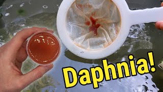 How I Culture Daphnia In Outdoor Tubs [upl. by Brig]