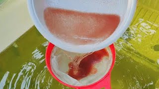 How to culture daphnia  Daphnia culture  How to grow daphnia outdoor [upl. by Oswal]