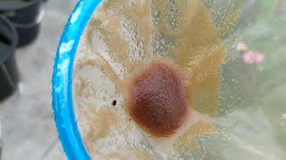 How to culture daphnia moina in a small container Part 1 English Subtitle [upl. by Gard]