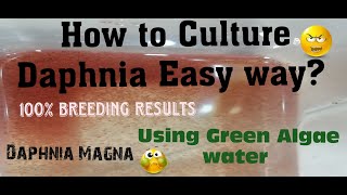 Daphnia MagnaHow to Culture Daphnia Easy wayCulturing Daphnia using Green water Daphnia [upl. by Marjorie]