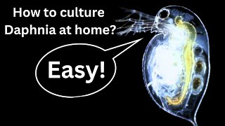 BEST Live Fish Food Beginner guide How to Culture Daphnia at home [upl. by Alig]