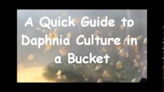 How to culture daphnia outside [upl. by Airol]