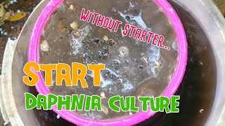 How to culture daphnia moina the easy way 1  Starting the Daphnia culture [upl. by Constantin]