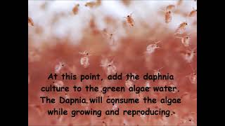 Daphnia  How to grow daphnia in your home [upl. by Karwan]