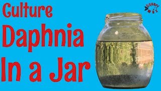 How to Culture Daphnia in a Jar [upl. by Braun]