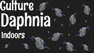 How to Culture Daphnia [upl. by Guerra]