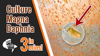 How to culture DAPHNIA MAGNA  The easy way [upl. by Riegel]