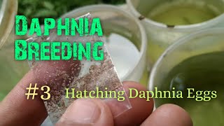 Daphnia Culture made simple and easy 3  Hatching Daphnia eggs [upl. by Arny]