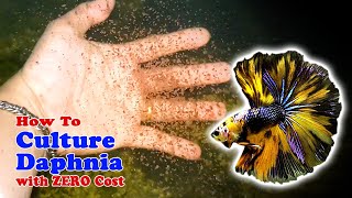 How to Culture Daphnia with ZERO Cost  Unlimited Live Food For Our Fish [upl. by Akenihs]