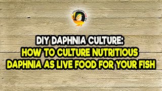 DIY Daphnia Culture How to Culture Nutritious Daphnia as Live Food for Your Fish [upl. by Eiznekcm]