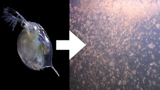 How I Culture Daphnia [upl. by Langan]