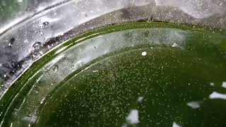 DAPHNIA MOINA CULTURE IN A SMALL BUCKET [upl. by Ihn127]