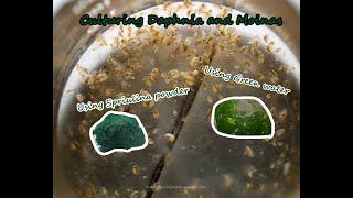 How To Culture Daphnia and Moinas using Green Water Spirulina powder [upl. by Lleret]