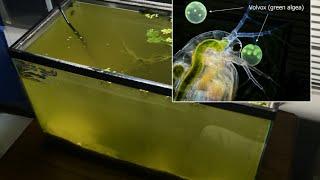 Raising Daphnia for the Freshwater Aquarium [upl. by Pavior]