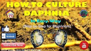 HOW TO CULTURE DAPHNIA In Easy Way [upl. by Glenn395]